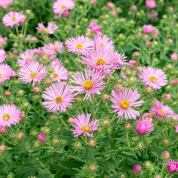 Pack_Of_2_Aster_Matsumoto_Flower_Seeds_(_50_Seeds)