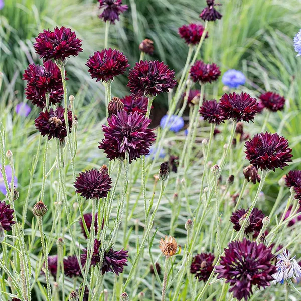 Pack_Of_2_Cornflower_Flower_Seeds_(_50_Seeds)