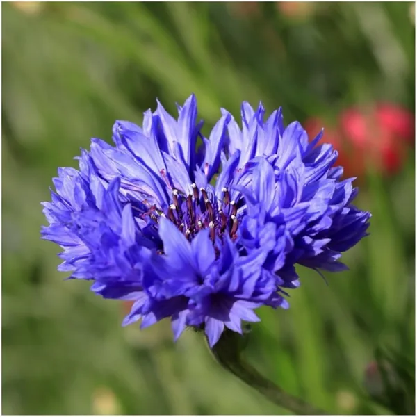 Pack_Of_2_Cornflower_Flower_Seeds_(_50_Seeds)
