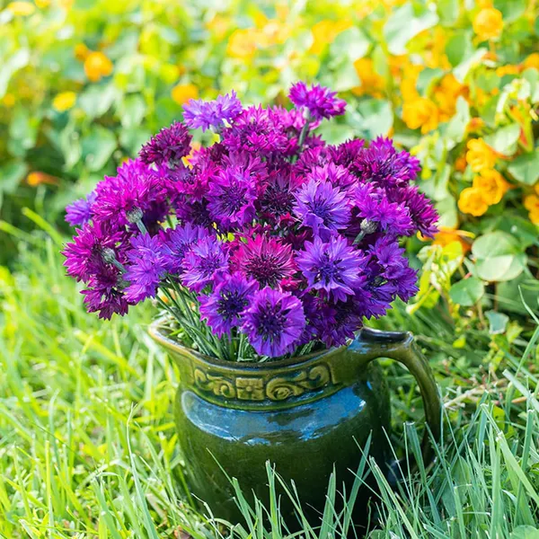 Pack_Of_2_Cornflower_Flower_Seeds_(_50_Seeds)
