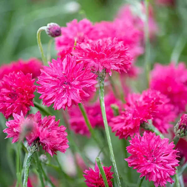 Pack_Of_2_Cornflower_Flower_Seeds_(_50_Seeds)