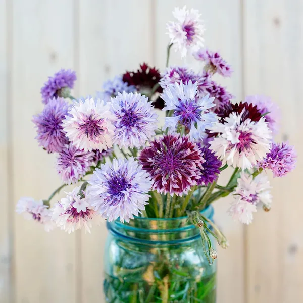 Pack_Of_2_Cornflower_Flower_Seeds_(_50_Seeds)