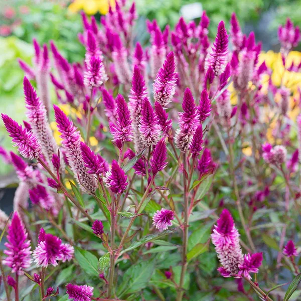 Pack_Of_2_Celosia_Flower_Seeds_(_150_Seeds)