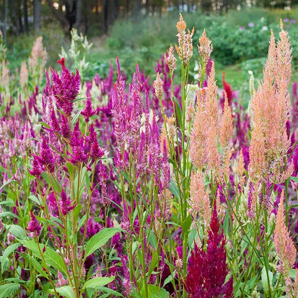 Pack_Of_2_Celosia_Flower_Seeds_(_150_Seeds)