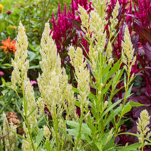Pack_Of_2_Celosia_Flower_Seeds_(_150_Seeds)