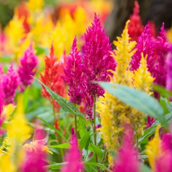 Pack_Of_2_Celosia_Flower_Seeds_(_150_Seeds)