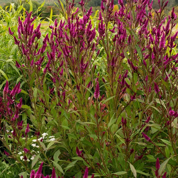 Pack_Of_2_Celosia_Flower_Seeds_(_150_Seeds)