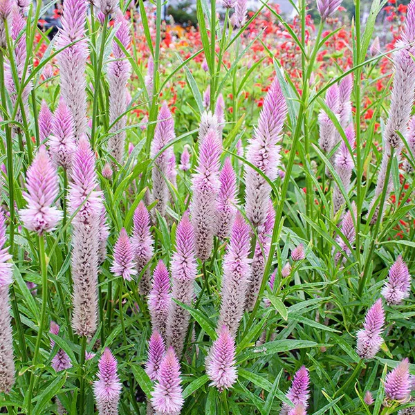 Pack_Of_2_Celosia_Flower_Seeds_(_150_Seeds)