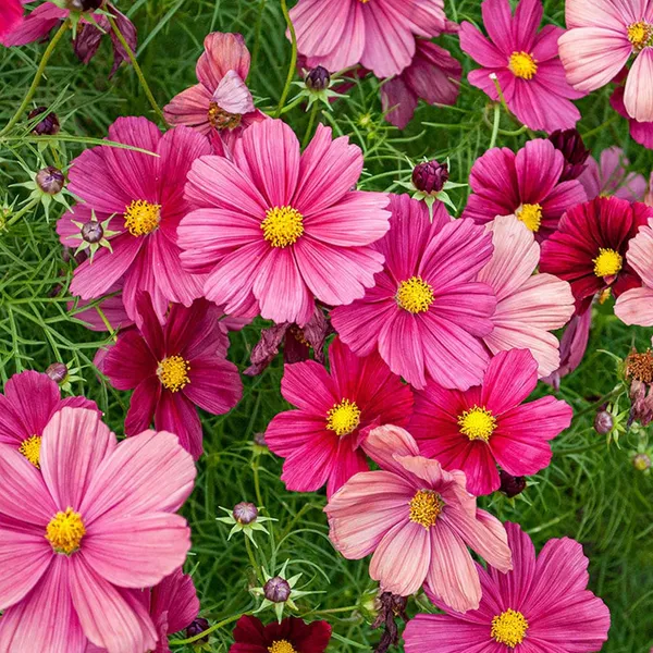 Pack_Of_2_Cosmos_Flower_Seeds_(_10_Seeds)