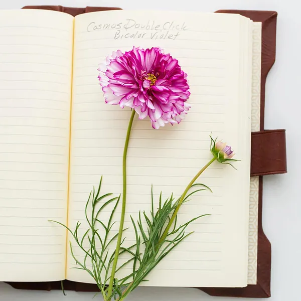 Pack_Of_2_Cosmos_Flower_Seeds_(_10_Seeds)