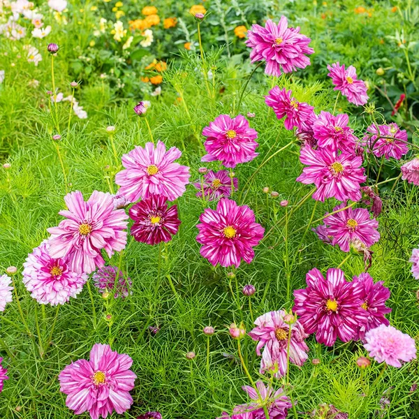 Pack_Of_2_Cosmos_Flower_Seeds_(_10_Seeds)