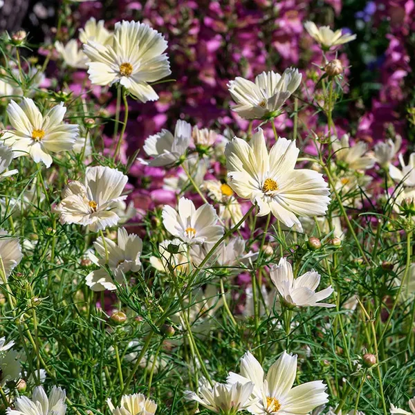 Pack_Of_2_Cosmos_Flower_Seeds_(_10_Seeds)