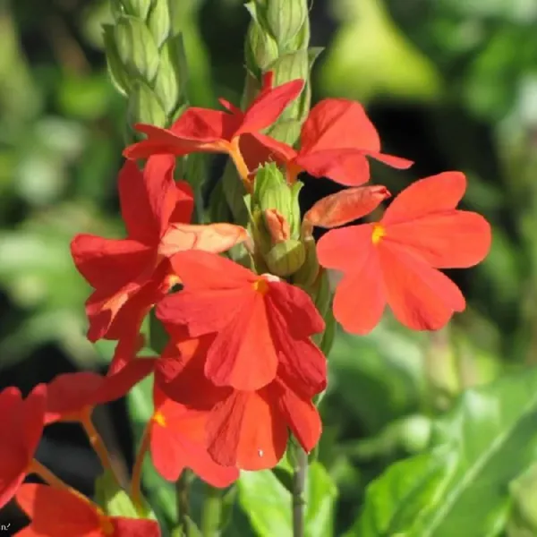Pack_Of_2_Crossandra_Flower_Seeds_(_50_seeds)