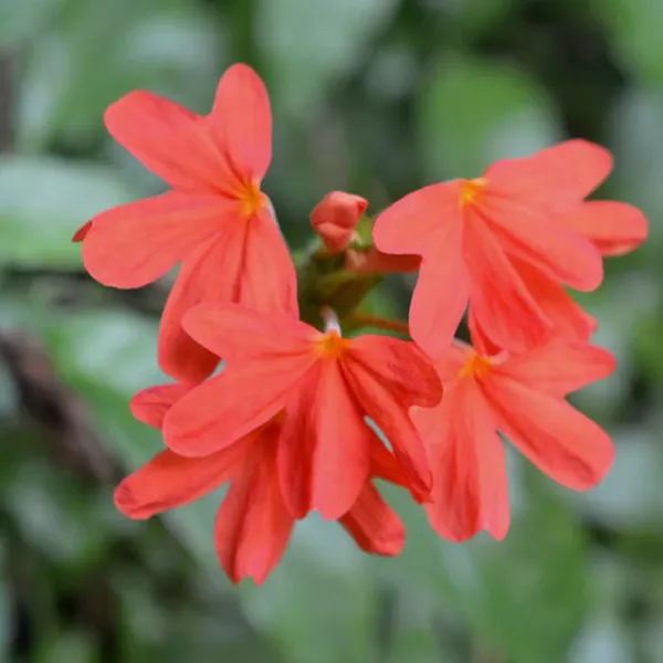 Pack_Of_2_Crossandra_Flower_Seeds_(_50_seeds)
