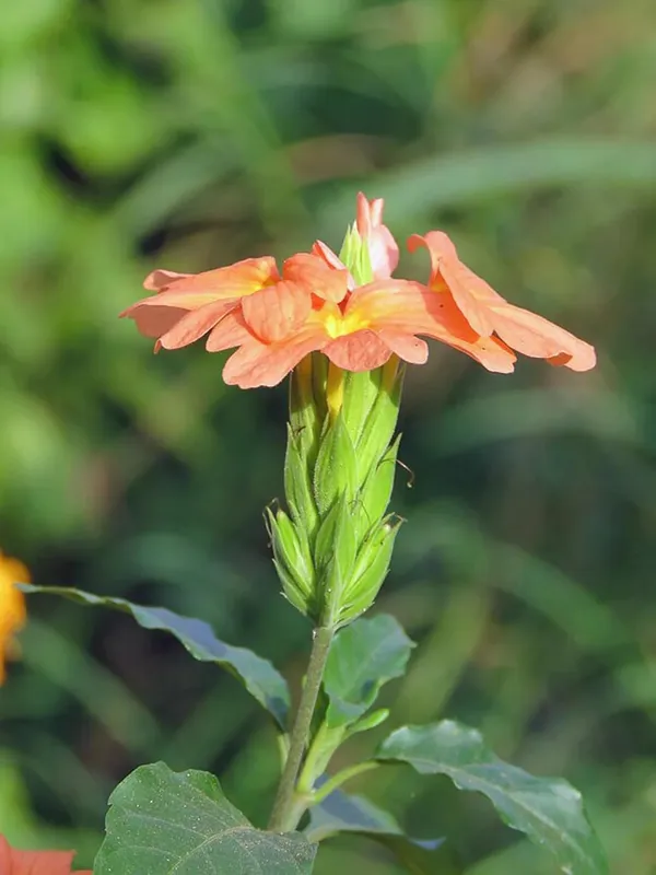 Pack_Of_2_Crossandra_Flower_Seeds_(_50_seeds)