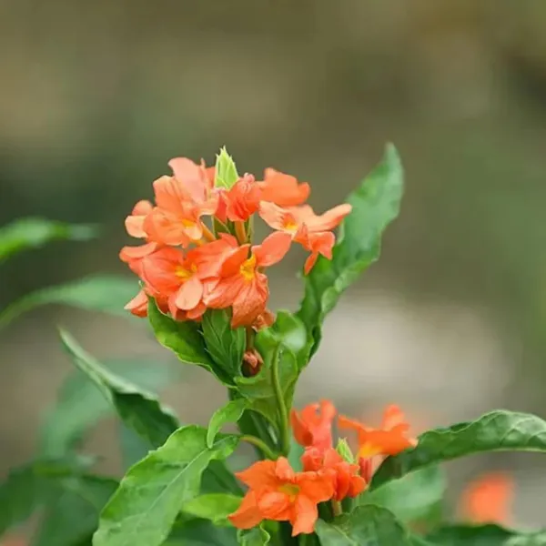 Pack_Of_2_Crossandra_Flower_Seeds_(_50_seeds)