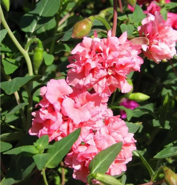 Pack_Of_2_Clarkia_Flower_Seeds_(_50_Seeds)