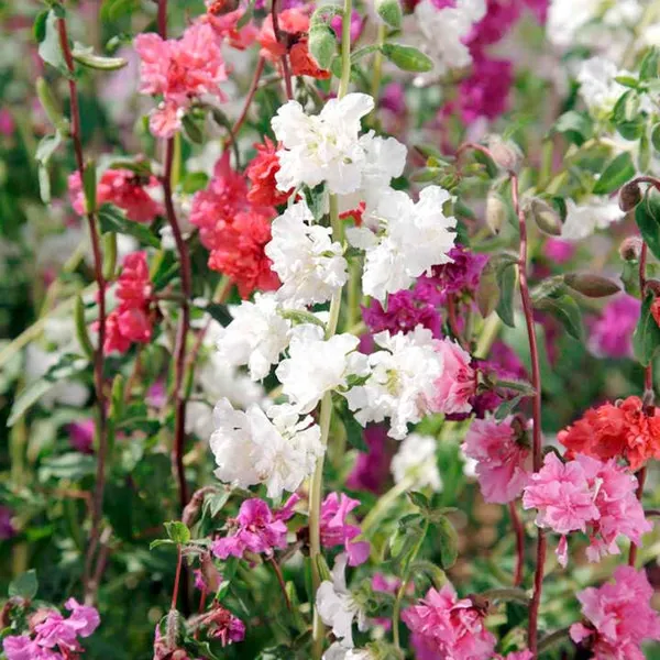 Pack_Of_2_Clarkia_Flower_Seeds_(_50_Seeds)