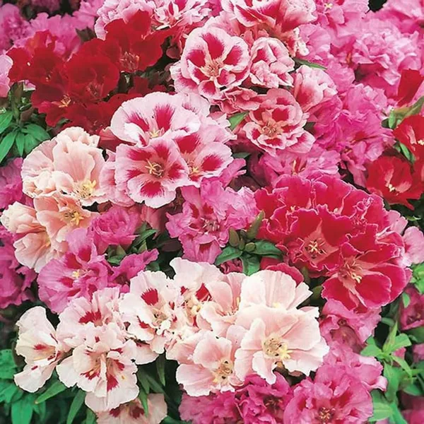 Pack_Of_2_Clarkia_Flower_Seeds_(_50_Seeds)