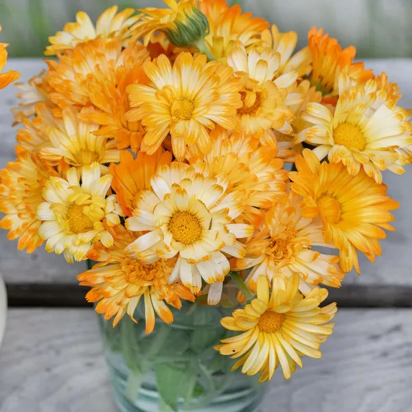 Pack_Of_2_Calendula_Flower_Seeds_(_25_Seeds)