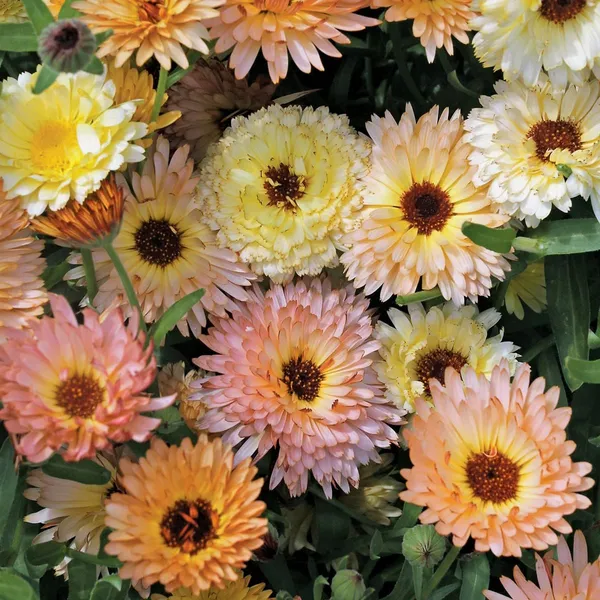 Pack_Of_2_Calendula_Flower_Seeds_(_25_Seeds)