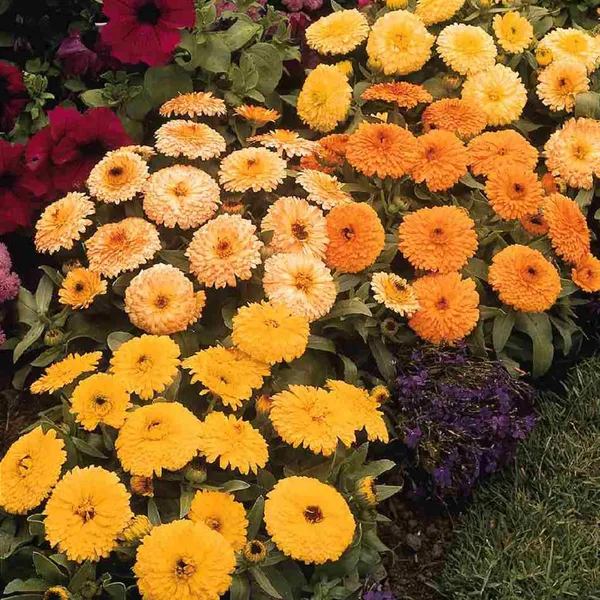 Pack_Of_2_Calendula_Flower_Seeds_(_25_Seeds)