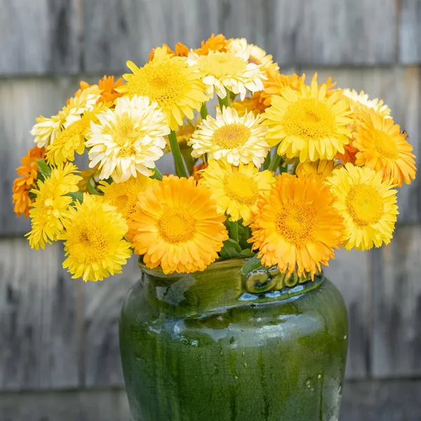 Pack_Of_2_Calendula_Flower_Seeds_(_25_Seeds)