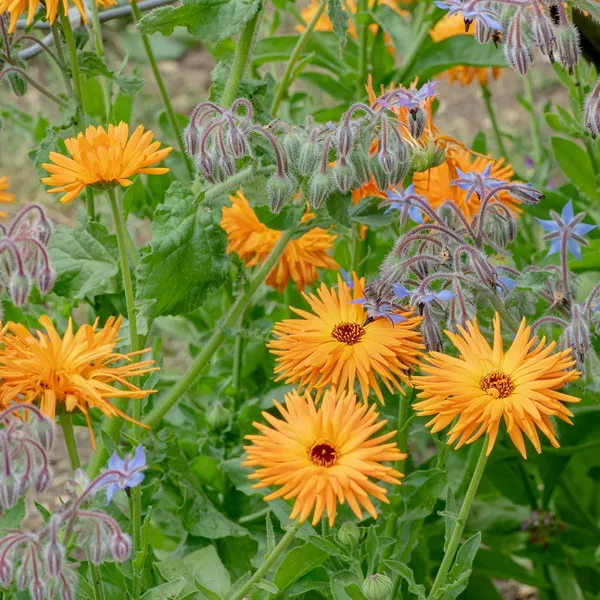 Pack_Of_2_Calendula_Flower_Seeds_(_25_Seeds)