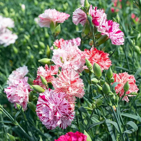 Pack_Of_2_Carnation_Flower_Seeds_(_30_Seeds)