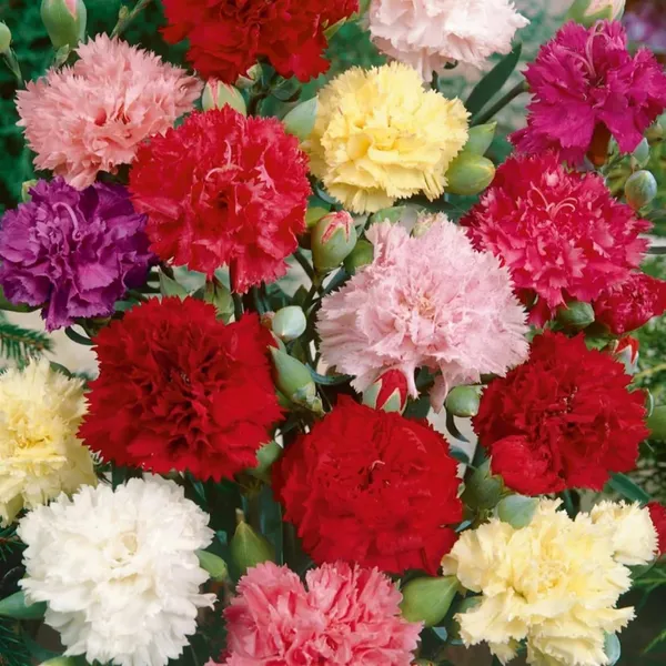 Pack_Of_2_Carnation_Flower_Seeds_(_30_Seeds)