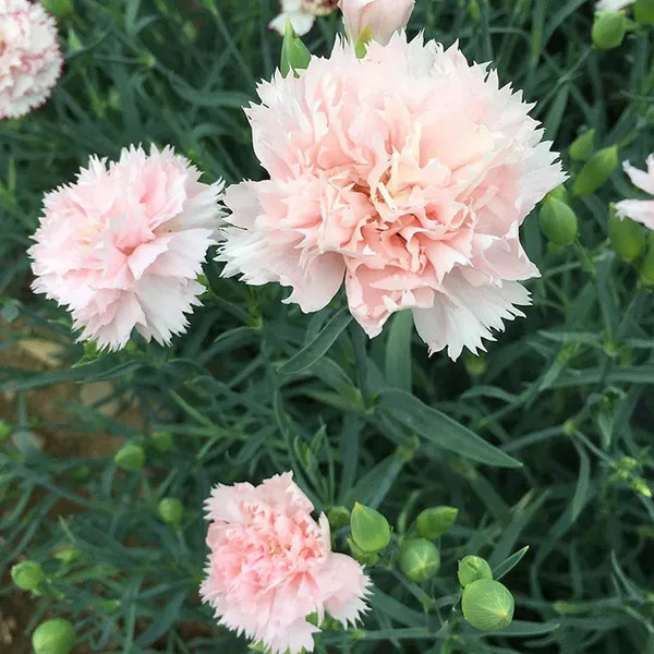 Pack_Of_2_Carnation_Flower_Seeds_(_30_Seeds)