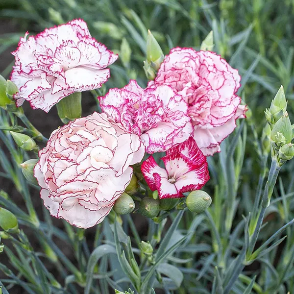 Pack_Of_2_Carnation_Flower_Seeds_(_30_Seeds)
