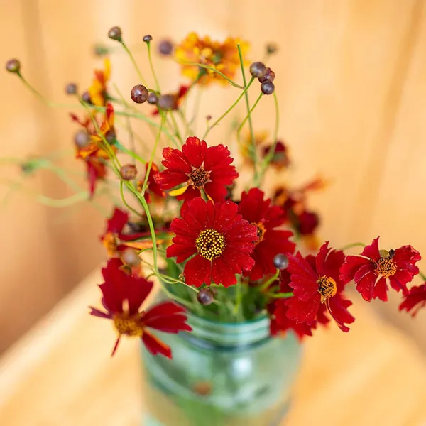 Pack_Of_2_Coreopsis_Flower_Seeds_(_30_Seeds)