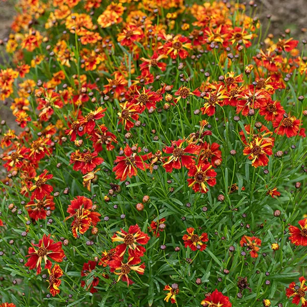 Pack_Of_2_Coreopsis_Flower_Seeds_(_30_Seeds)