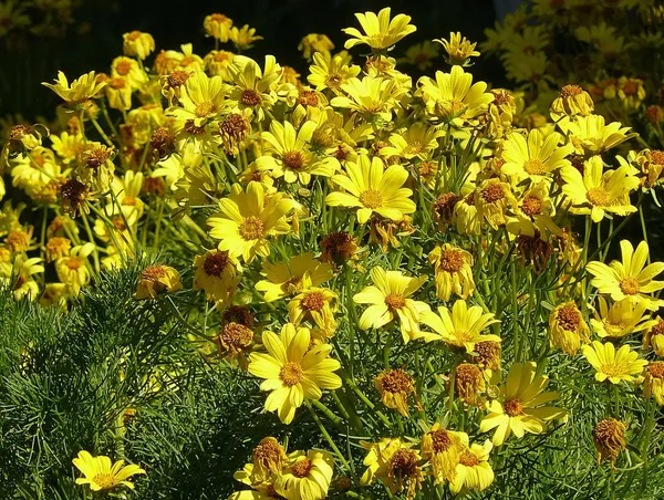 Pack_Of_2_Coreopsis_Flower_Seeds_(_30_Seeds)