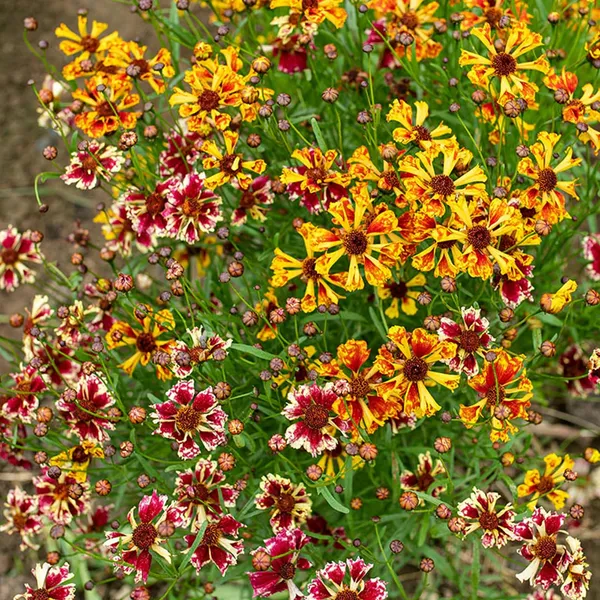 Pack_Of_2_Coreopsis_Flower_Seeds_(_30_Seeds)