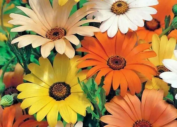 Pack_Of_2_Dimorphotheca_Flower_Seeds_(_10_Seeds)