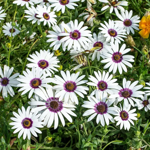 Pack_Of_2_Dimorphotheca_Flower_Seeds_(_10_Seeds)