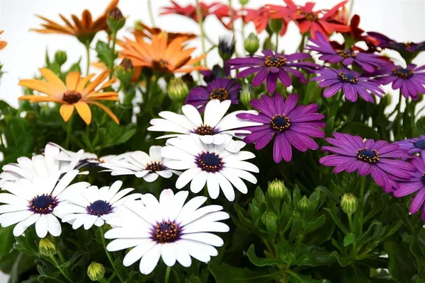 Pack_Of_2_Dimorphotheca_Flower_Seeds_(_10_Seeds)