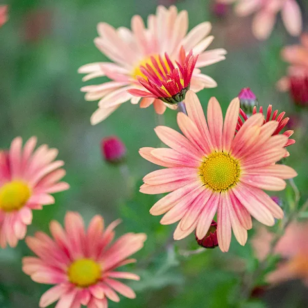 Pack_Of_2_Dimorphotheca_Flower_Seeds_(_10_Seeds)