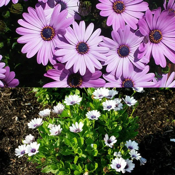 Pack_Of_2_Dimorphotheca_Flower_Seeds_(_10_Seeds)