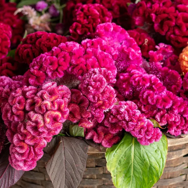Pack_Of_2_Cockscomb_Flower_Seeds_(_100_Seeds)