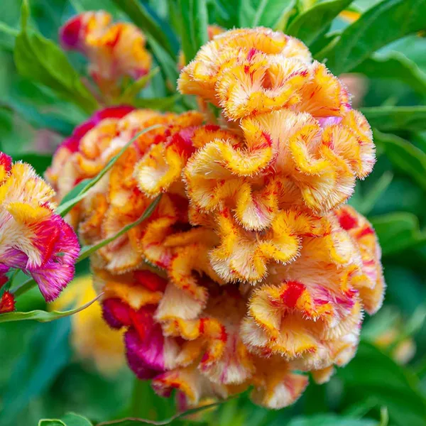 Pack_Of_2_Cockscomb_Flower_Seeds_(_100_Seeds)