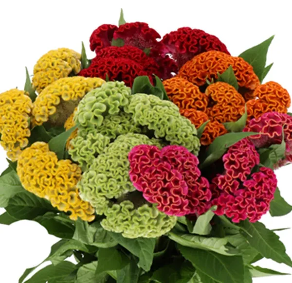 Pack_Of_2_Cockscomb_Flower_Seeds_(_100_Seeds)