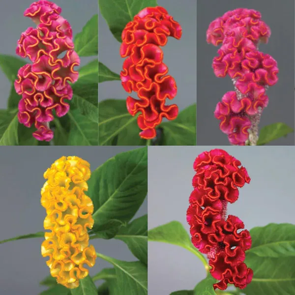 Pack_Of_2_Cockscomb_Flower_Seeds_(_100_Seeds)