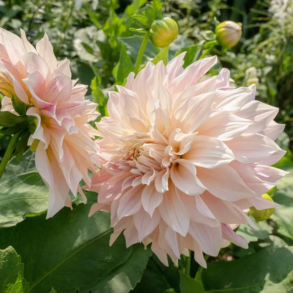 Pack_Of_2_Dahlia_Flower_Seeds_(_15_Seeds)