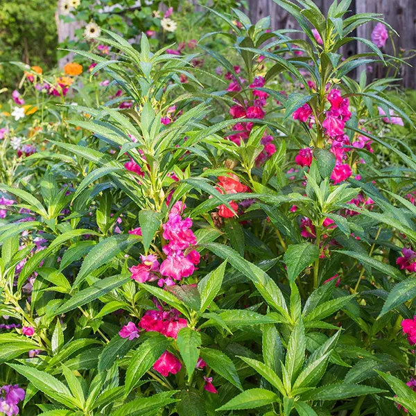 Pack_Of_2_Balsam_Flower_Seeds_(_20_Seeds)