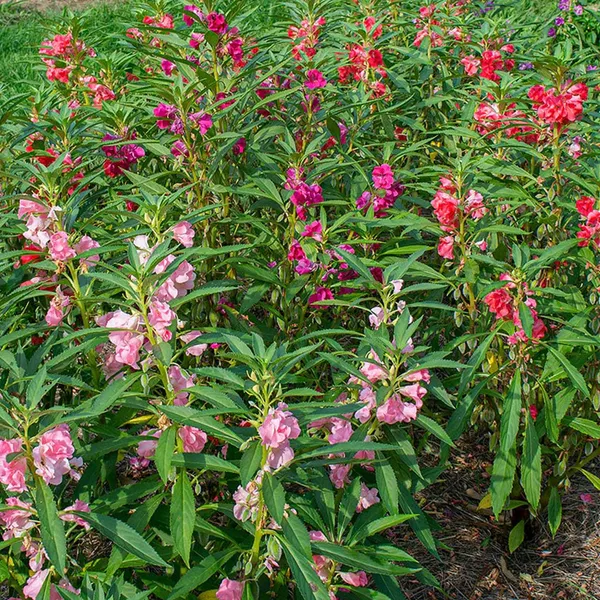 Pack_Of_2_Balsam_Flower_Seeds_(_20_Seeds)