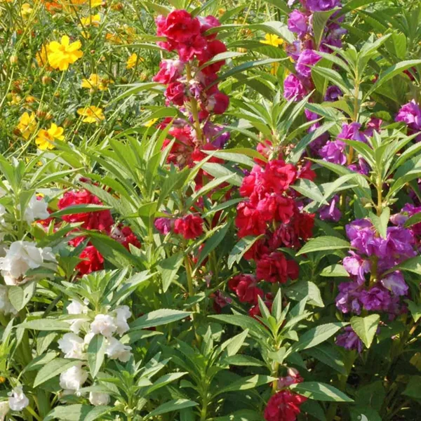 Pack_Of_2_Balsam_Flower_Seeds_(_20_Seeds)