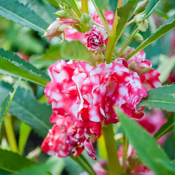 Pack_Of_2_Balsam_Flower_Seeds_(_20_Seeds)